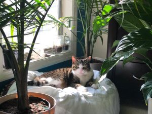 香港寵物友善酒店：帶毛孩子輕鬆入住的秘訣