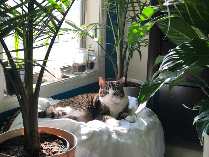 香港寵物友善酒店:帶毛孩子輕鬆入住的秘訣